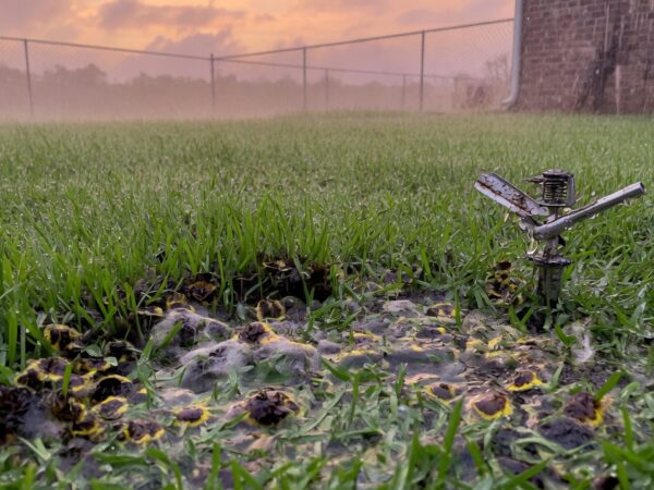 Overwatering and Fungus in Humid Deer Park Summers