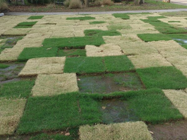 Uneven Coverage After New Sod in Deer Park