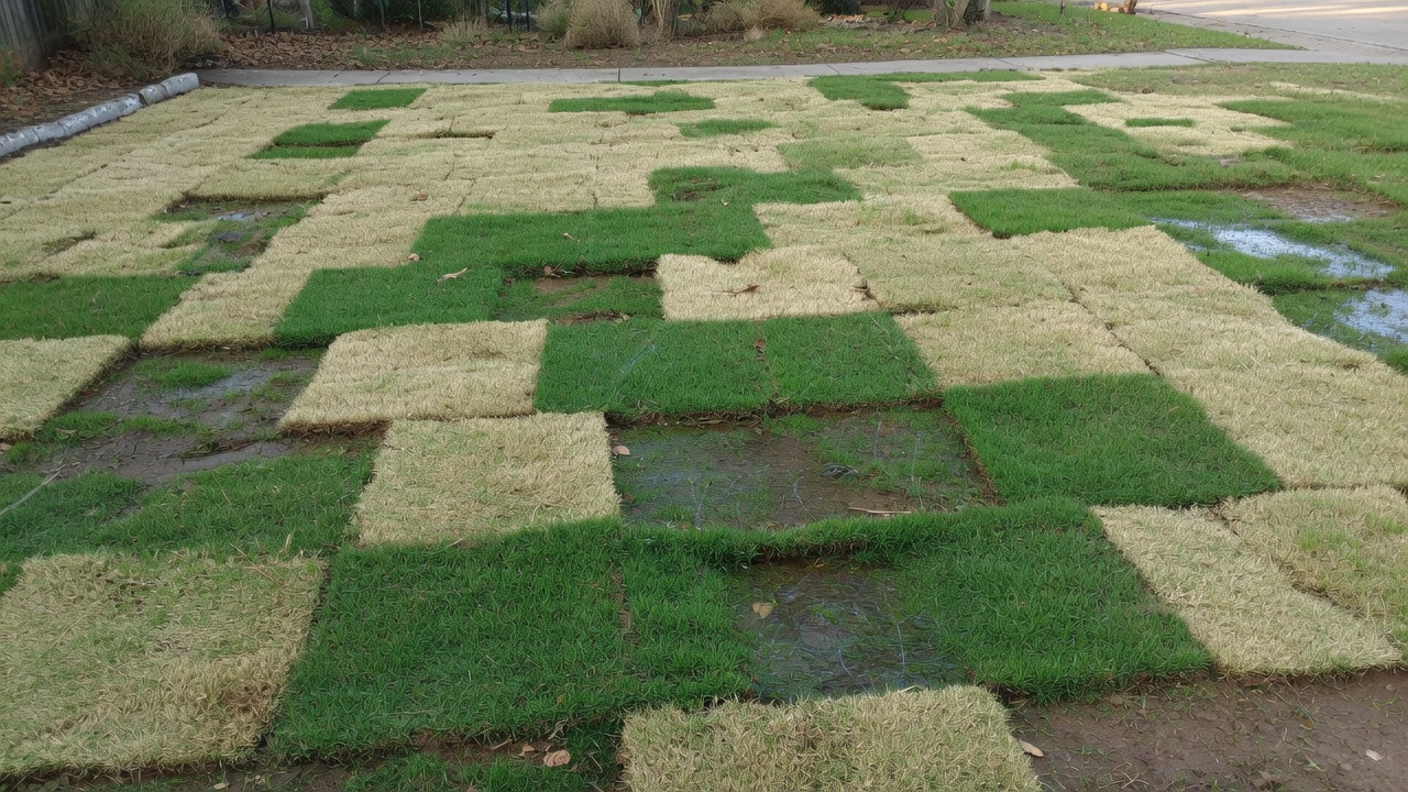 Uneven Coverage After New Sod in Deer Park